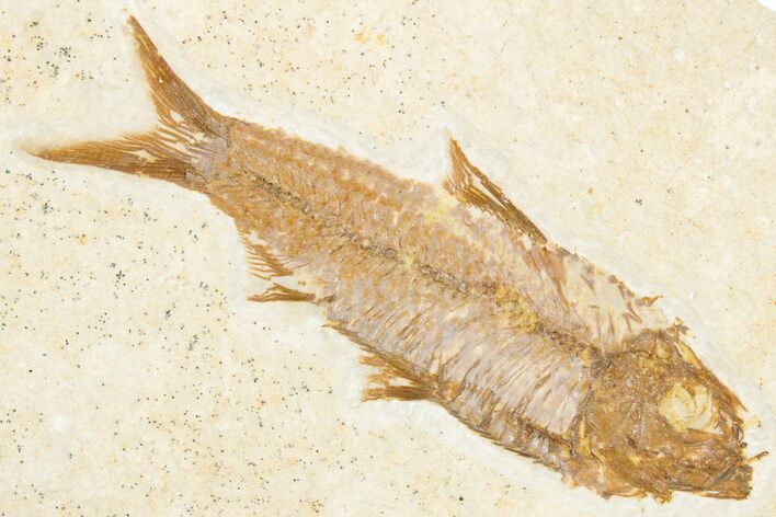 Detailed Fossil Fish (Knightia) - Wyoming #357557